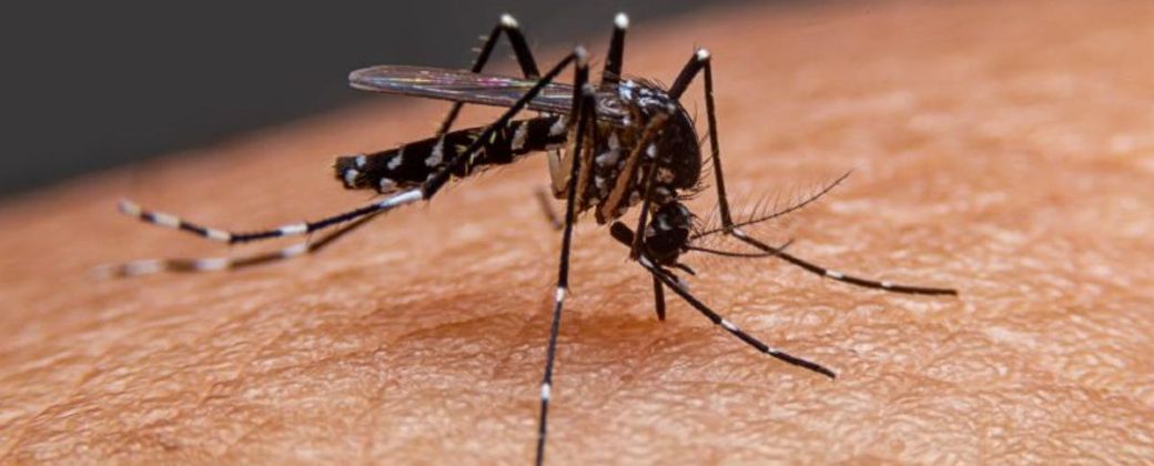 El dengue es una enfermedad viral transmitida por la picadura del mosquito Aedes Aegypti. Créditos: Télam.