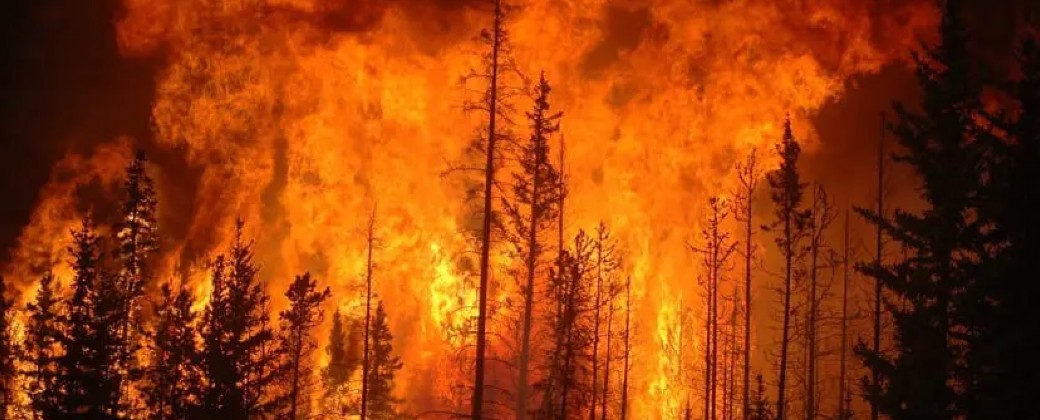 Las llamas arden y el bosque se consume. El 25 por ciento del área terrestre del planeta presenta altos índices de degradación. Créditos: Renovables verdes