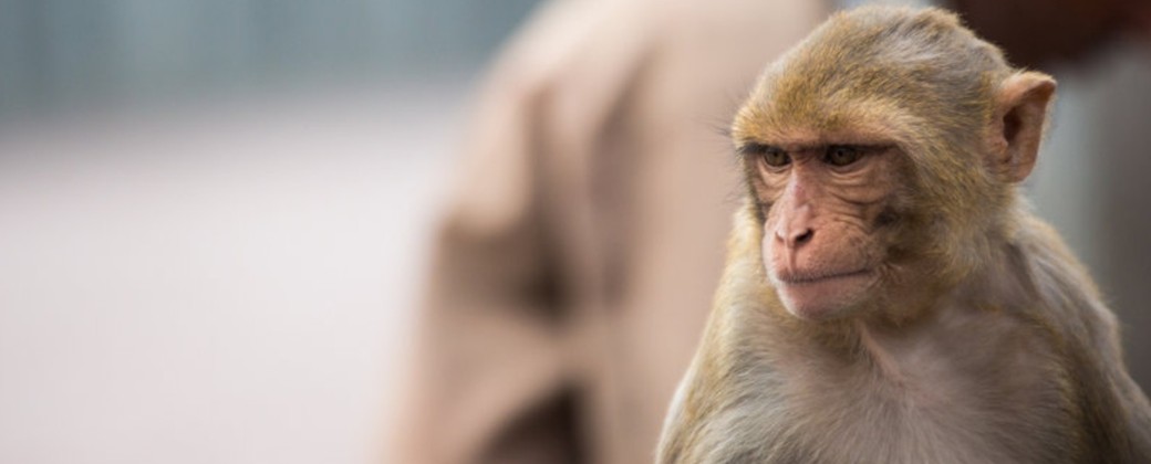 La viruela del mono pertenece a la familia de la enfermedad ya erradicada, viruela humana. Foto: Chapin TV