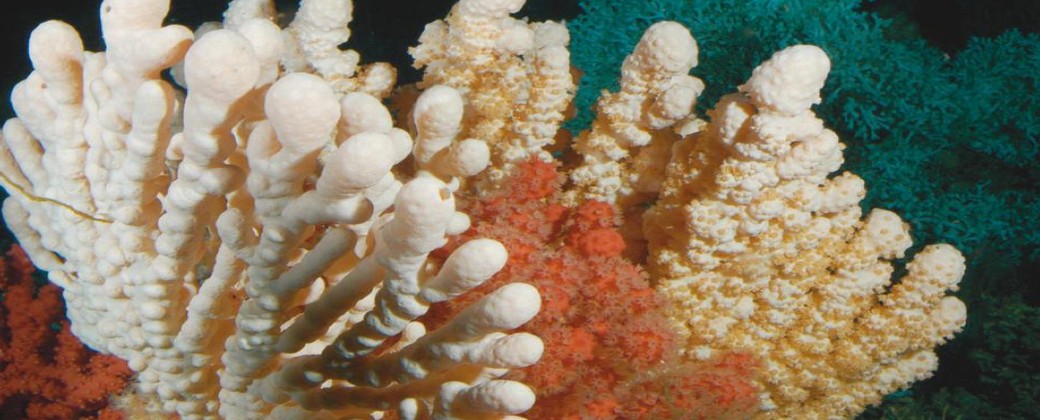 El blanqueo de los corales se produce por la acidificación de los océanos impacta en los corales. Créditos: GEOMAR/JAGO-Team