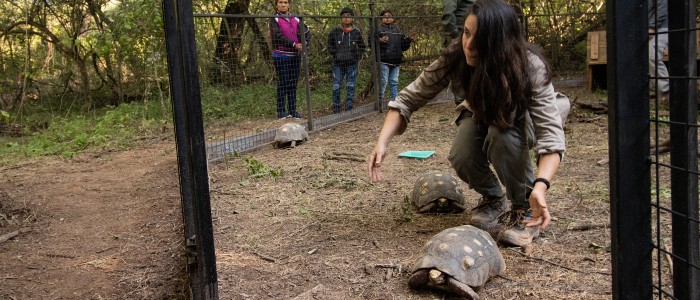 La Yabotí es la tortuga terrestre más grande de Argentina y la segunda de Sudamérica. Créditos:  Miranda Volpe / Fundación Rewilding Argentina
