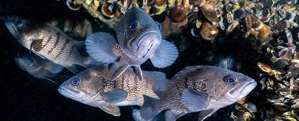 El Agujero Azul representa un área de alimentación para varias especies de gran importancia económica, como la merluza, la vieira patagónica y el calamar. Créditos: argentina.gob.ar.