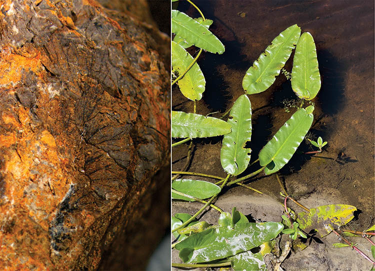 Fósil de Nymphaeaceae (izquierda) y representantes actuales de la especie Nuphar sagittifolia (derecha). Créditos: Keith Bradley,