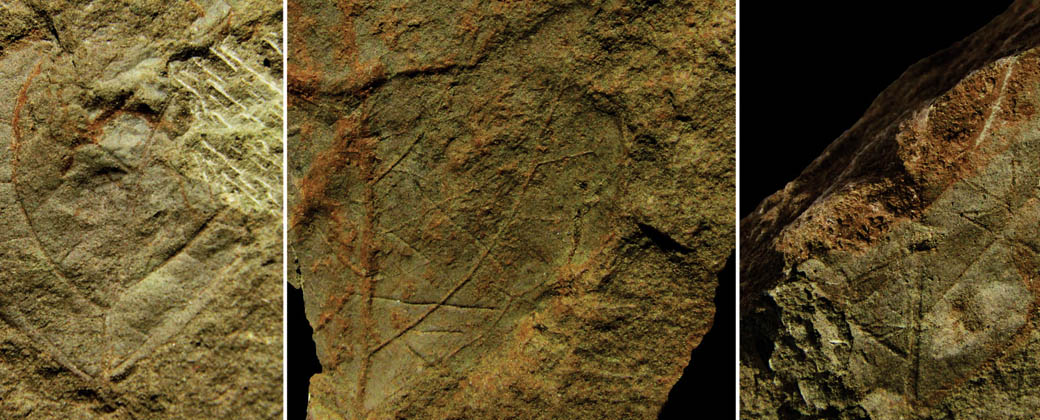 Improntas de hojas fósiles de plantas con flores (angiospermas). Créditos: Ezequiel Vera