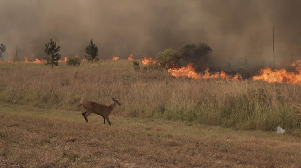 Un ciervo intenta escapar del fuego que se inició en una plantación de eucaliptos