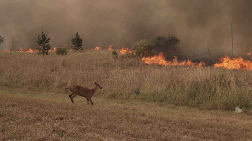 Un ciervo intenta escapar del fuego que se inició en una plantación de eucaliptos a la vera de la ruta nacional 12 cerca de la ciudad de Ituzaingó