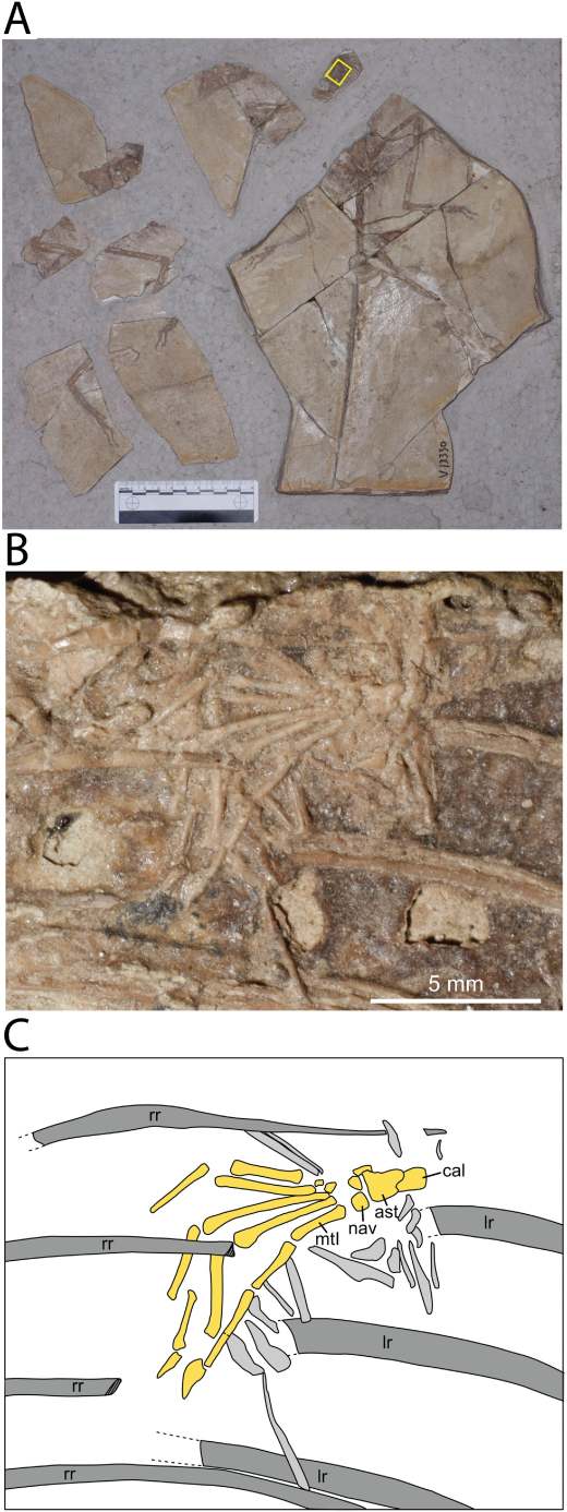 El espécimen de Microraptor con el contenido intestinal de pie de mamífero y la ilustración de huesos visibles. Créditos: Journal of Vertebrate Paleontology. 