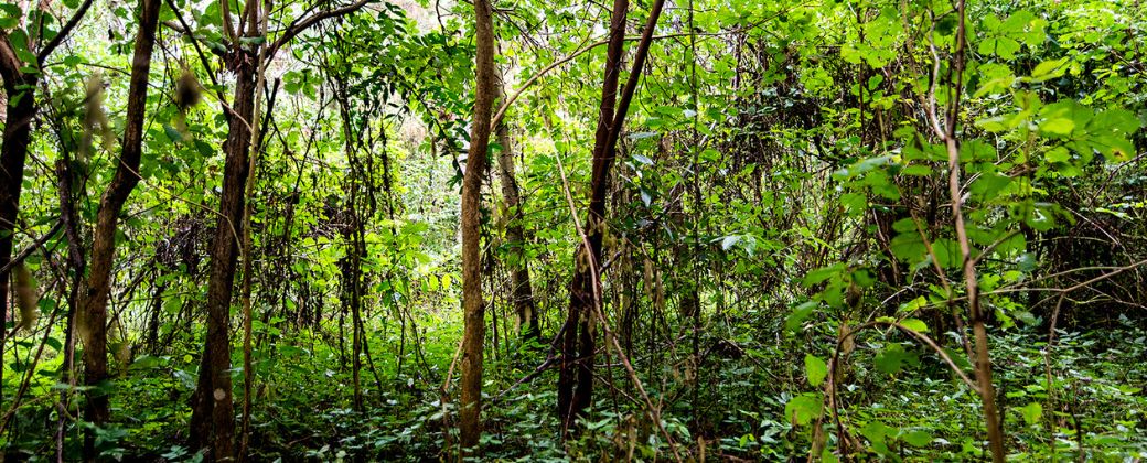Los proyectos forestales son de largo plazo: van de entre 20 a 40 años. Crédito: GMF Latinoamericana.