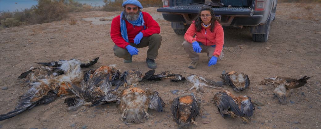 Investigadores del CECARA posan con ejemplares de águilas y aguiluchos electrocutados. Créditos: CECARA.