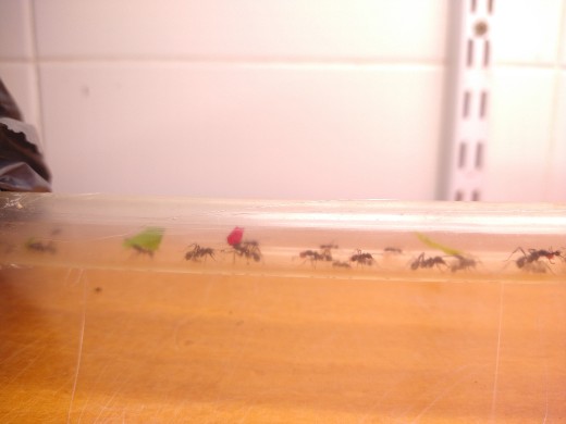 Hormigas cortadoras transportan hojas en el laboratorio. Créditos: Patricia Folgarait.