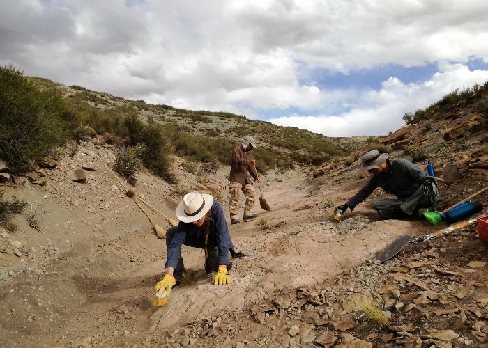 Excavación y limpieza de los niveles portadores de huellas en la Formación Loncoche. Créditos: Laboratorio y Museo de Dinosaurios.