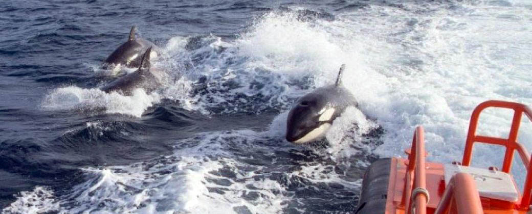 Orcas atacan embarcación