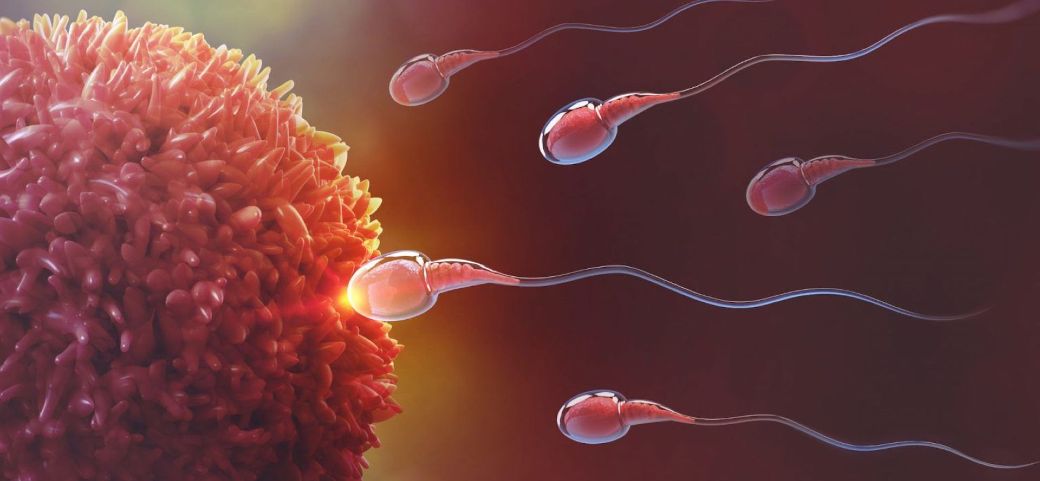 La visualización de embriones en etapas tempranas pueden contribuir a un mayor éxito en los métodos de fertilización asistida. Créditos: Vivo 247.