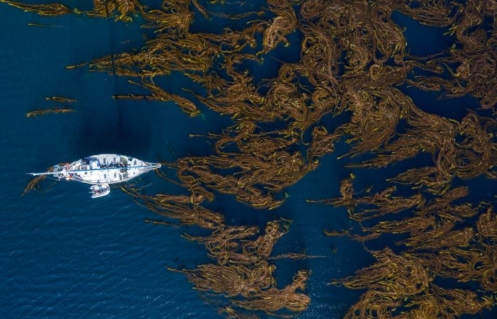Navegación en los bosques de kelp. Créditos: Cristian Lagger.