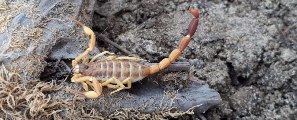 El escorpión Tityus carrilloi es uno de los animales que se puede identificar con esta herramienta.. Imagen: Ponzoñosos de La Pampa