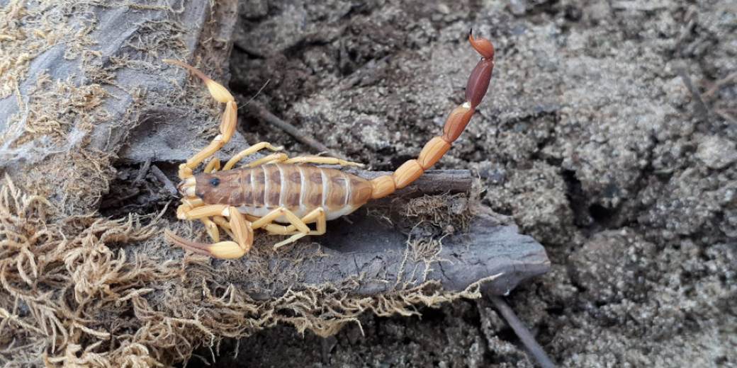 El escorpión Tityus carrilloi es uno de los animales que se puede identificar con esta herramienta.. Imagen: Ponzoñosos de La Pampa

