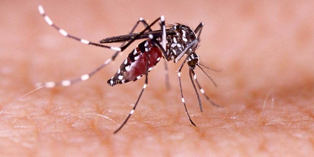 El mosquito Aedes aegypti, una especie conocida por ser el principal vector de enfermedades virales como el dengue, el zika y el chikungunya. Créditos: Fundación Huésped.