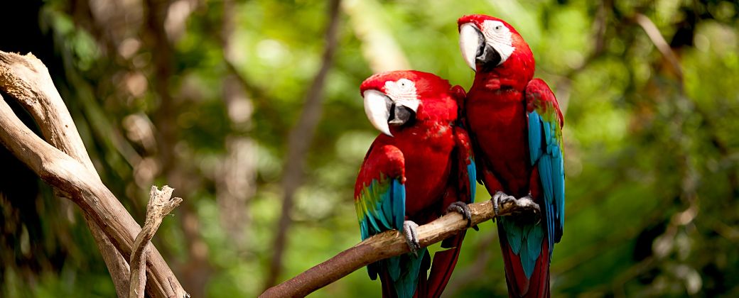 Se estima que se perdió más del 10 por ciento de diversidad de especies de aves. Créditos: AmCham Colombia.