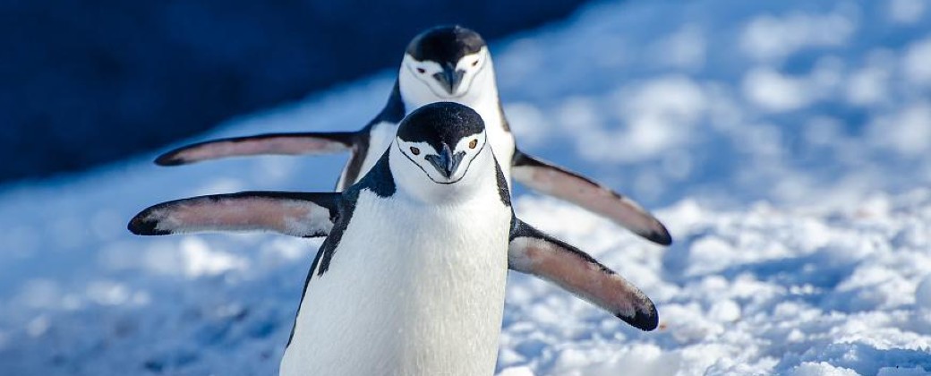 Pingüinos barbijos