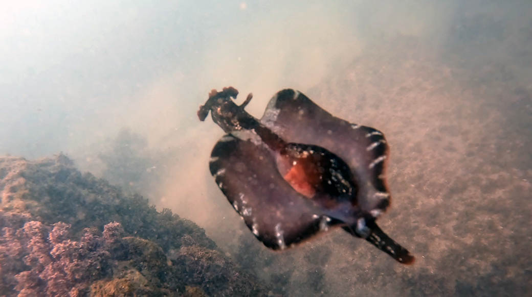 Liebre de mar (Aplysia fasciata) Buzios, Brasil. Fotografía: Marcelo Luis Aceituno
