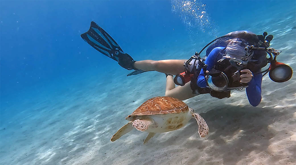 fotógrafo acosando a tortuga verde. Playa Piskadó, Curacao. Fotografía: Marcelo Luis Aceituno