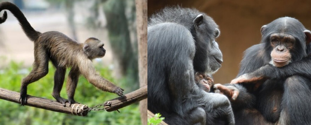 ¿Dónde quedó la cola del mono? Nuevos datos explican por qué los simios la perdieron durante la evolución