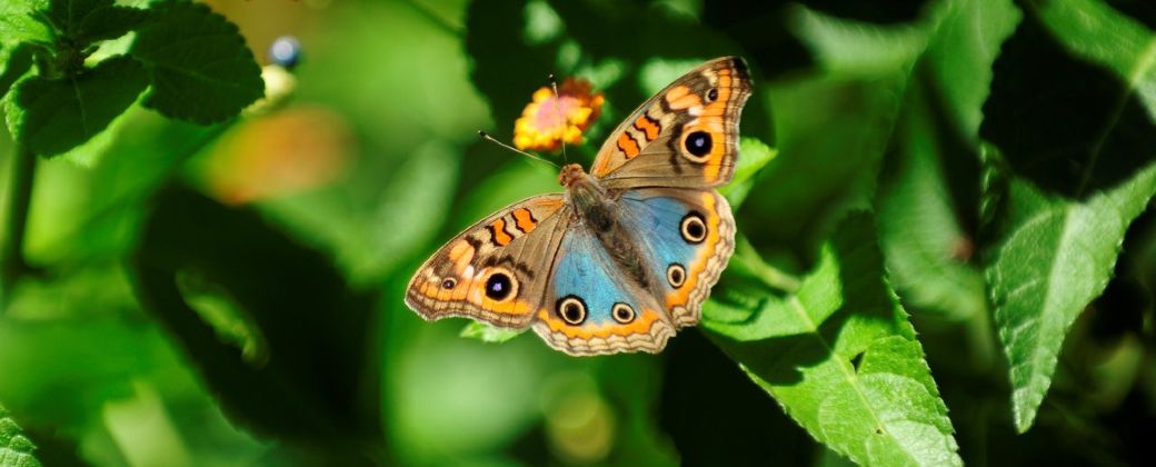 La mariposa de la especie Junonia genoveva hilaris tienen manchas en sus alas que les sirve como alerta para despistar y alejar a los depredadores. Créditos: Rubén Digilio.