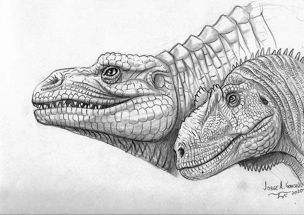 Ilustración de cabeza de megalosaurio