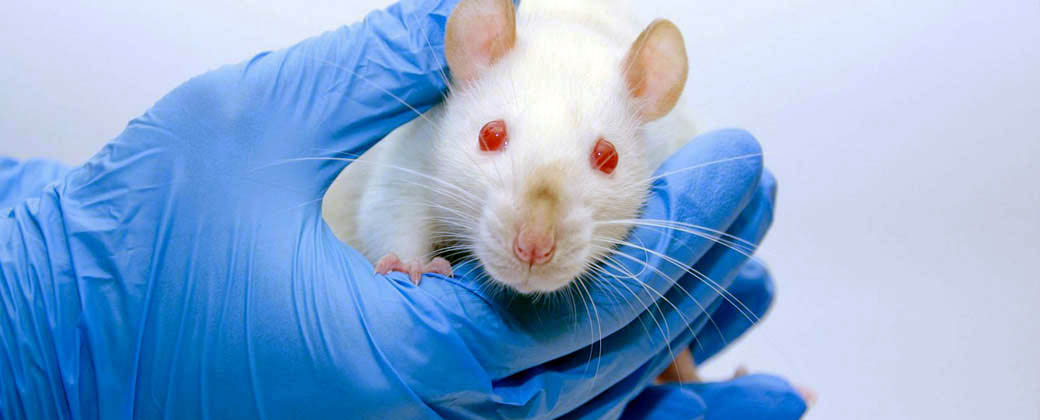 Los compuestos nanotecnológicos fueron evaluados en ratones
