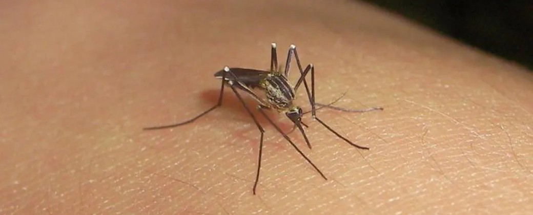 Mosquito Aedes Albisfasciatus. Créditos: Diario UNO.