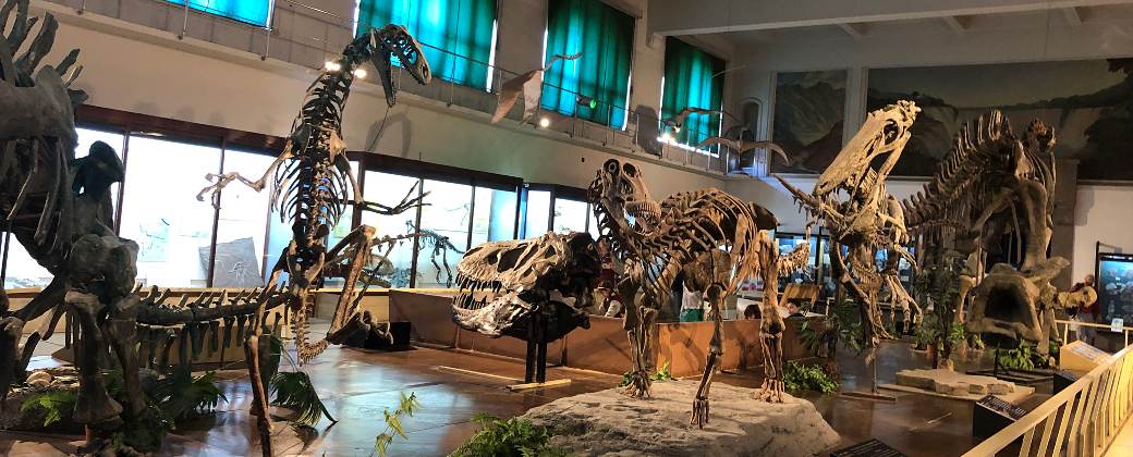 El Museo contiene 16 salas de exhibición, laboratorios y espacios de investigación dedicados a la ecología, geología, paleontología, botánica y zoología. Créditos: MACN.