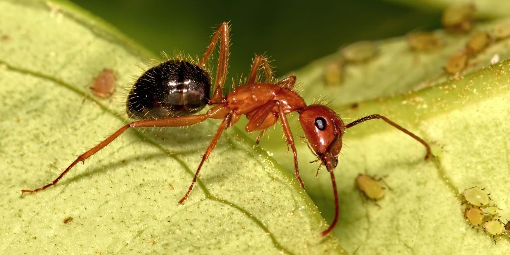 Las hormigas Camponotus floridanus son capaces de diferenciar el tipo de herida y adaptar su tratamiento en consecuencia. Créditos: Ant on top.
