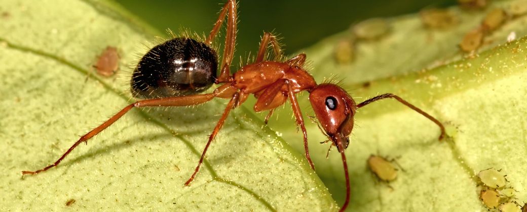 Las hormigas Camponotus floridanus son capaces de diferenciar el tipo de herida y adaptar su tratamiento en consecuencia.