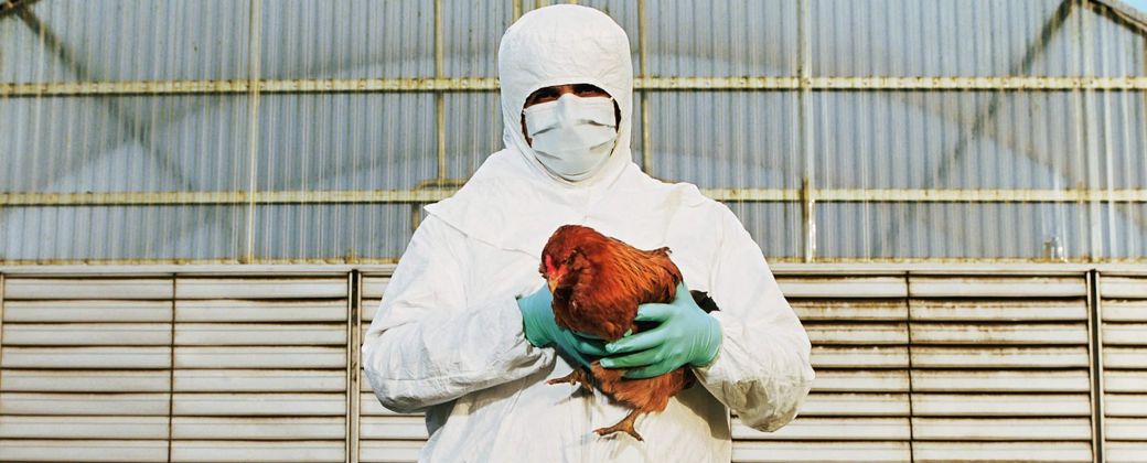 Estados Unidos notificó seis casos de H5N1 en personas desde enero de 2022. Créditos: Wired.