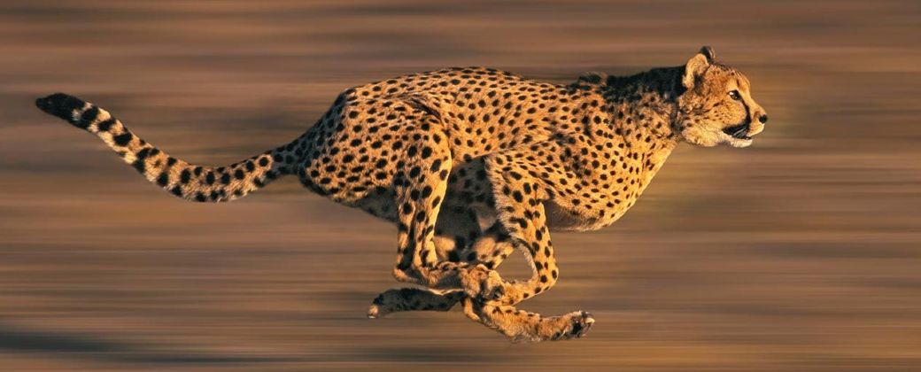 Cuando la naturaleza gana el oro: récords olímpicos versus proezas animales