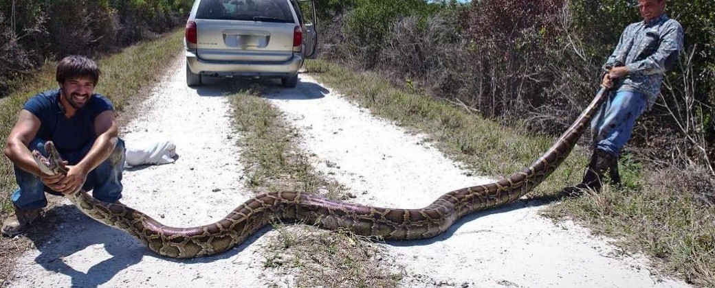 La pitón de Birmania llega a medir seis metros (imagen: Univisión).