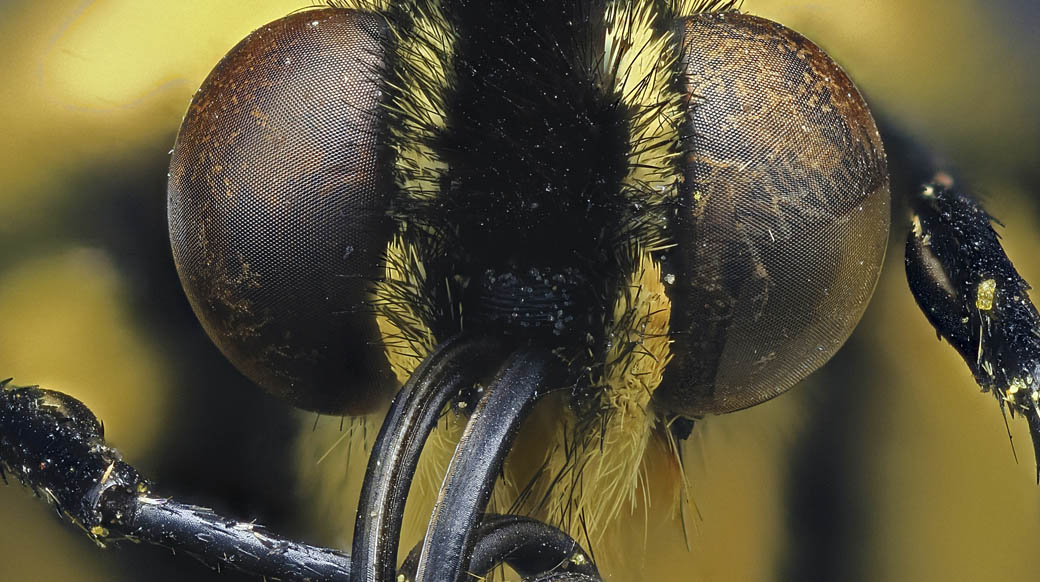 Ojos compuestos de una mariposa cola de golondrina (Papilio)