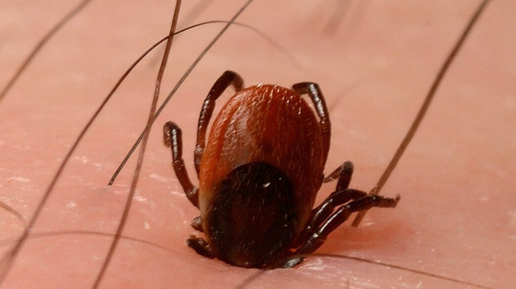 Estas garrapatas (Ixodes Ricinus) miden aproximadamente 2,5 mm de largo y pueden transmitir la enfermedad de Lyme a los humanos. Fotografía: Ashley Prytherch. Créditos: Premios Wellcome Image 2014. 