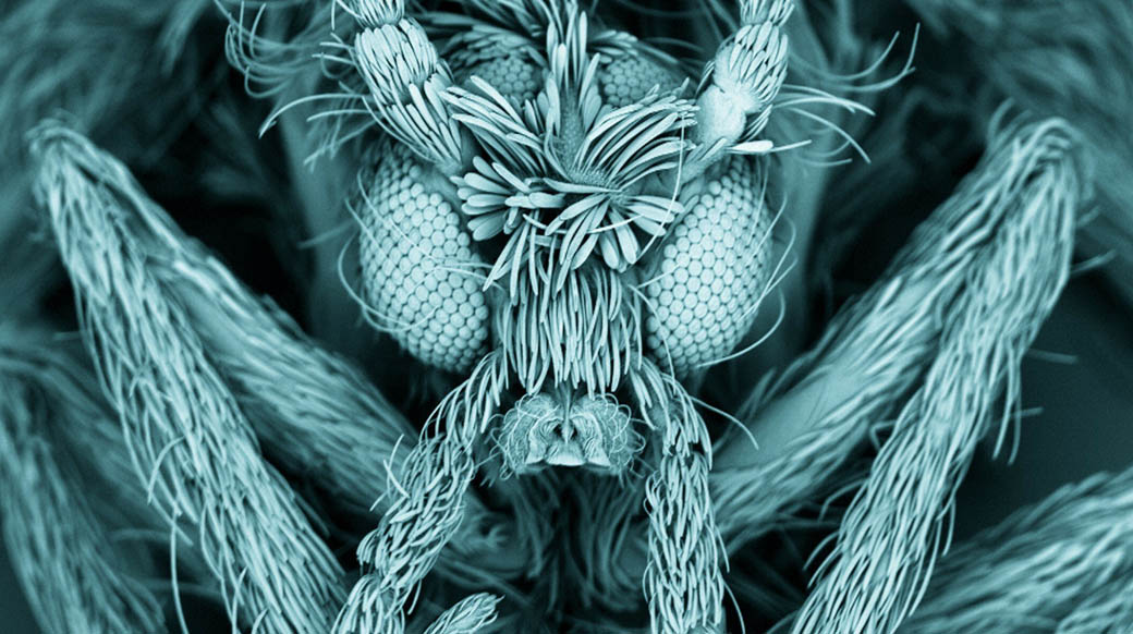 Micrografía de barrido de una mosca polilla (Psychodidae), también conocida como mosca de drenaje. Fotografía: Kevin Mackenzie, University of Aberdeen. Créditos: Premios Wellcome Image 2012.