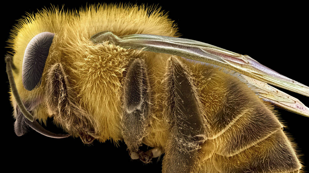 Micrografía electrónica de barrido. La abeja tiene un tórax peludo y un abdomen segmentado, un par de alas dobles y tres pares de patas segmentadas. Cada pata tiene una "herramienta" diferente diseñada para una función específica que ayuda a la recolección y transporte de polen a la colmena. Fotografía: David McCarthy & Annie Cavanagh. Créditos: Premios Wellcome Image 2011.