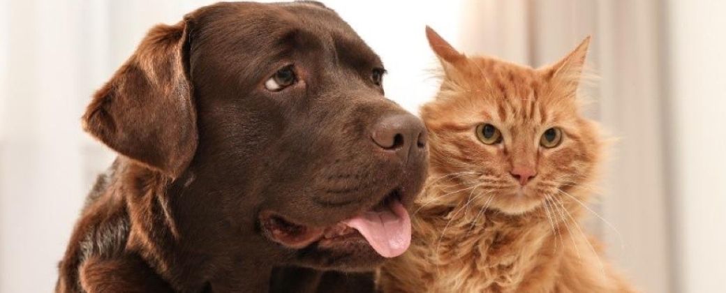 Mientras los perros buscan ayuda con miradas inteligentes, los gatos prefieren resolver los problemas por su cuenta. Crédito: Shutterstock.