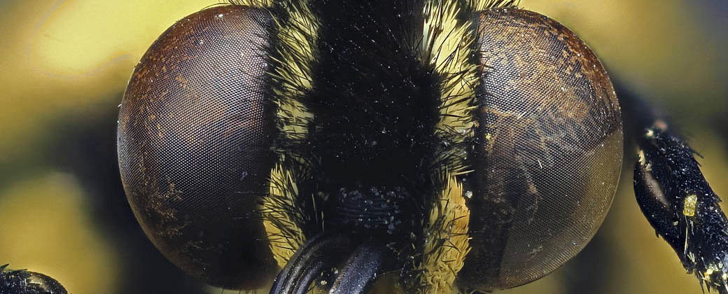 Ojos compuestos de una mariposa cola de golondrina. Fotografía: Daniel Saftner