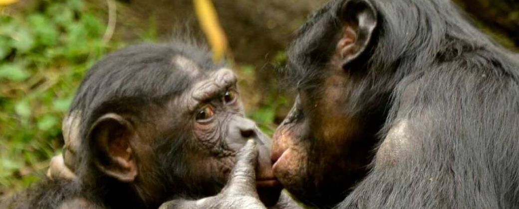 Besos en la selva: las raíces evolutivas de este gesto humano. Crédito: El Espectador.