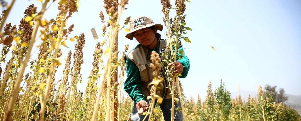 Un agricultor cosecha quinoa en Perú. Créditos: Marco Del Río / Andina.