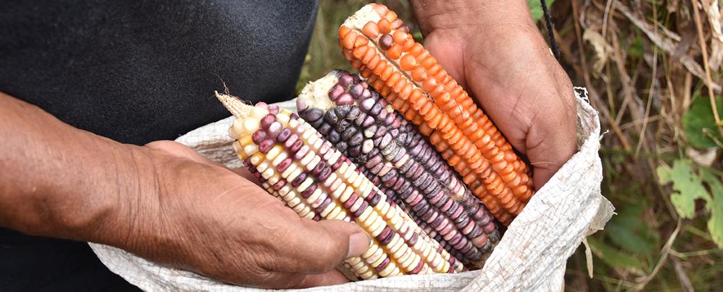 Maíz nativo de la Península de Yucatán. Créditos: Fernando Morales / CIMMYT.