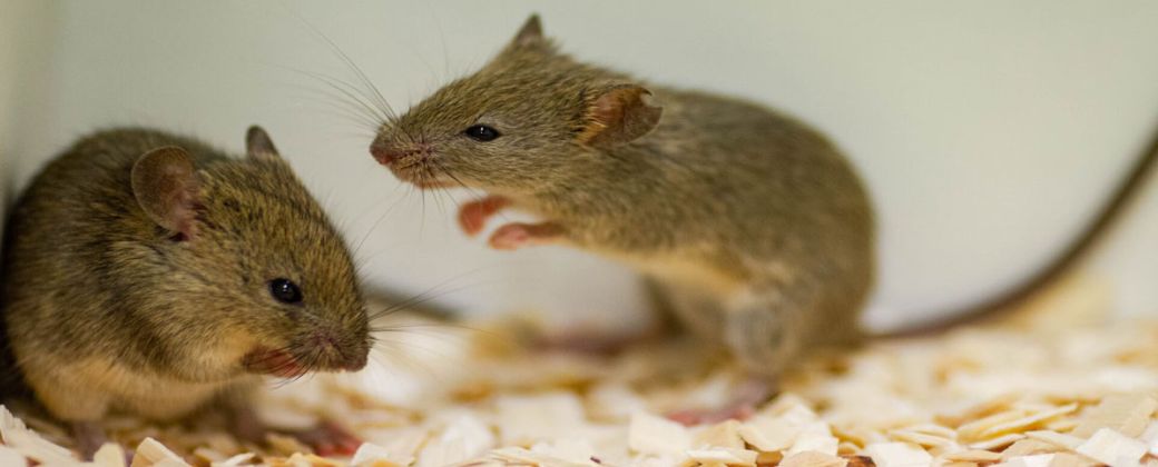 ¿Ayunar para volver a amar? El experimento con ratones que reavivó el deseo en la vejez. Créditos: El País.