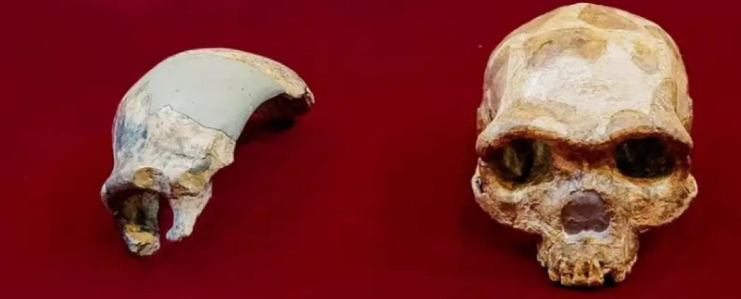 Según los especialistas, Maba 1 pertenece a la categoría de "no erectus" (créditos: T13.cl)