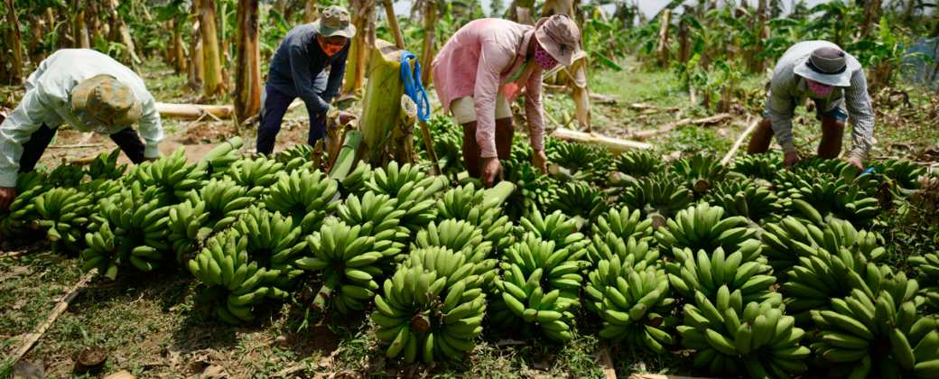Latinoamérica produce el 80 por ciento de las bananas que se exportan en el mundo. Créditos: Agropress.