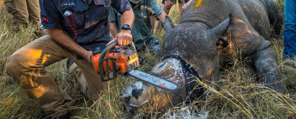 Remover los cuernos de los rinocerontes