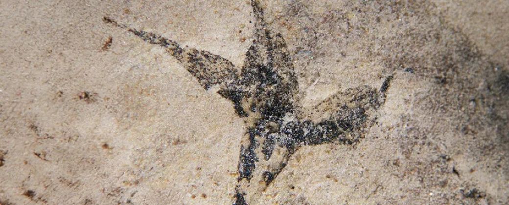 San Luis guarda un tesoro botánico: se llama Stellula meridionalis y es la flor fósil más antigua de Sudamérica. Créditos: Conicet.